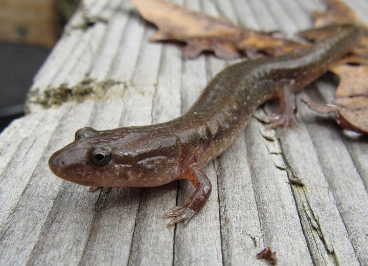 Dusky Salamander